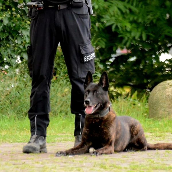 Beveiliger met diensthond van Schrijver Security